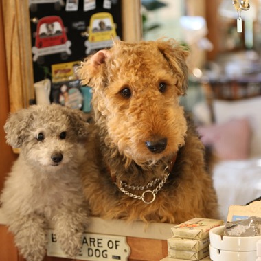 Photographer  Tomoが撮影した「ペット撮影」の写真