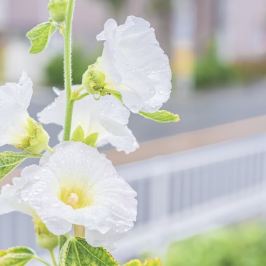 フォトスタジオ　ちっくたっくが撮影した「植物」の写真