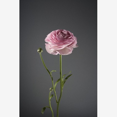 Nishizawa Yamatoが撮影した「Still Life」の写真