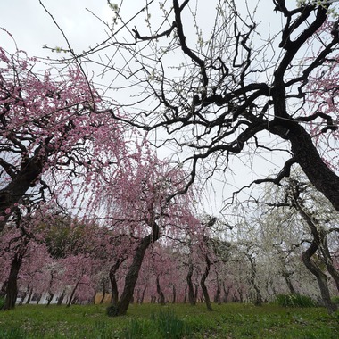 HKphotoが撮影した「しだれ梅」の写真