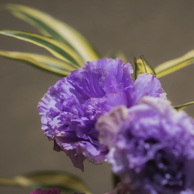 studio9thが撮影した「東京三鷹市 / セレモニーホールの施設写真」の写真