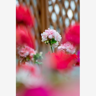 水嶋 将太が撮影した「思い出。」の写真