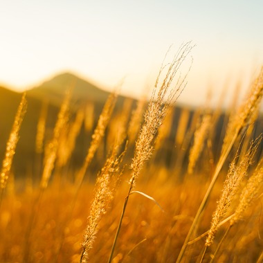 豊澤玲音が撮影した「ススキ畑」の写真