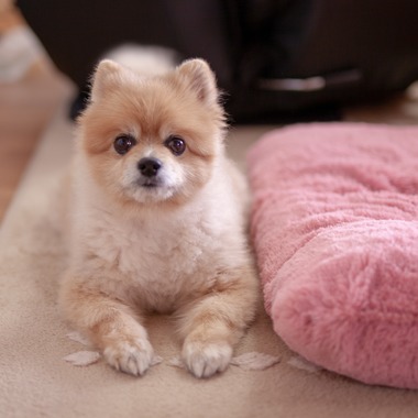 レオン・スナップサービスが出張撮影した「ポメラニアン」の家族写真