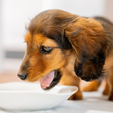 Yphotoが撮影した「ペット」の写真