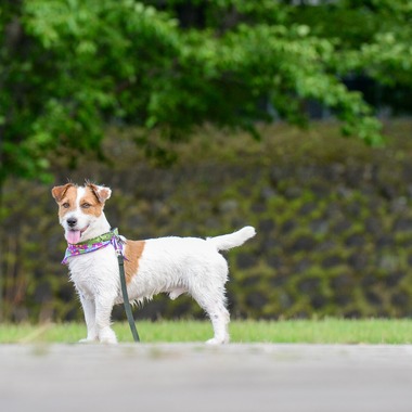 Sara Photo Worksが撮影した「わんちゃん　ねこちゃん」の写真