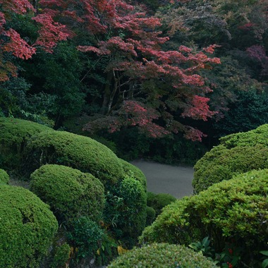 菅悠生が撮影した「野外・庭園」の写真