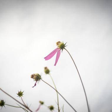 手塚隆弘が撮影した「気ままに」の写真