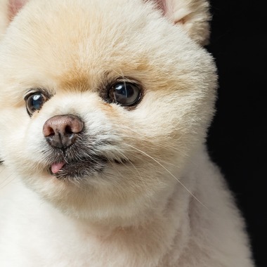 齋藤将成が出張撮影した「ペット撮影」の家族写真