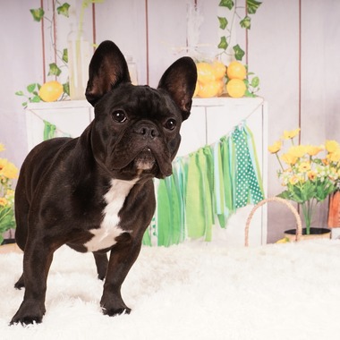 スタジオ　まるが撮影した「ペット撮影」の写真