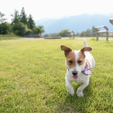 Sara Photo Worksが撮影した「わんちゃん　ねこちゃん」の写真