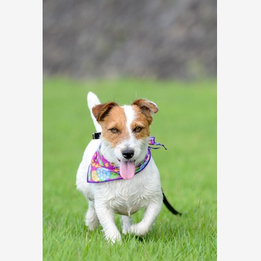 Sara Photo Worksが撮影した「わんちゃん　ねこちゃん」の写真