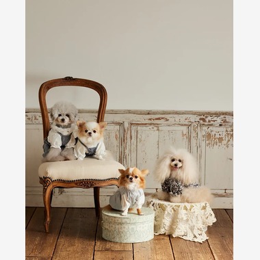 白井由香里写真事務所が撮影した「動物」の写真