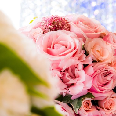 VOICE PHOTOGRAPH OFFICE // ボイス・フォトが撮影した「サンプル」の写真