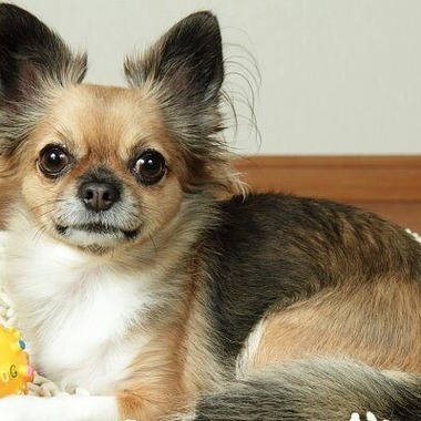 Photo taken by 踊るカメラマンAKIRA - Pet Photography