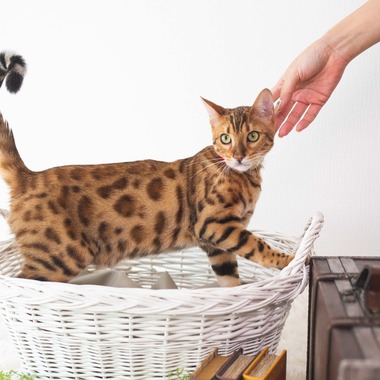 荒畑けいこが出張撮影した「AMIクラウドファンディング撮影会（ペット撮影）」の家族写真