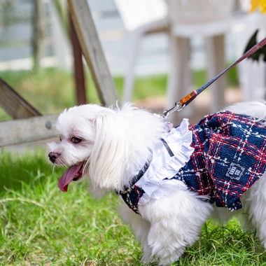 CREATIVE HOUSEが出張撮影した「ペット写真の出張撮影」の家族写真