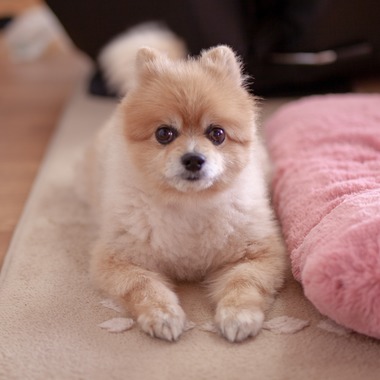 レオン・スナップサービスが出張撮影した「ポメラニアン」の家族写真