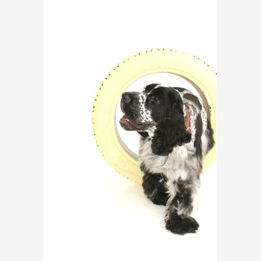 Hiroが撮影した「ペット撮影」の写真