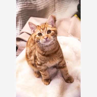 本郷直人が撮影した「ブリーダー」の写真