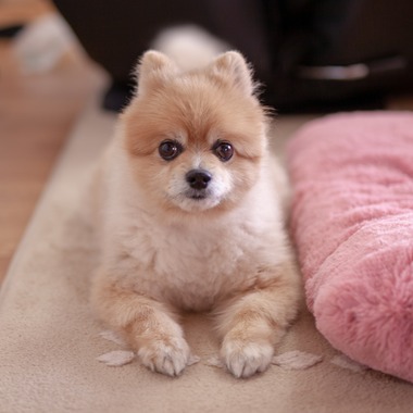 レオン・スナップサービスが出張撮影した「ポメラニアン」の家族写真