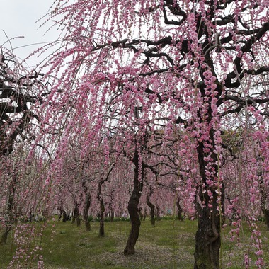 HKphotoが撮影した「しだれ梅」の写真
