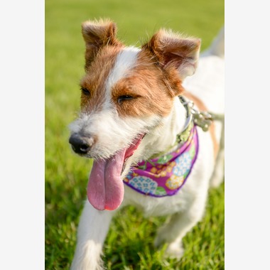 Sara Photo Worksが撮影した「わんちゃん　ねこちゃん」の写真