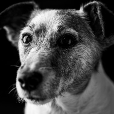 fotograz photographyが撮影した「ペット撮影」の写真