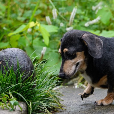 西野耀史 (写真事務所かがやき)が撮影した「ペット撮影」の写真