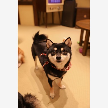 松見　翠が撮影した「動物撮影」の写真