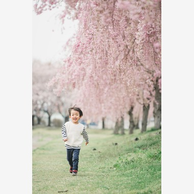いしづか ちひろが撮影した「桜ロケーション撮影/八戸」の写真