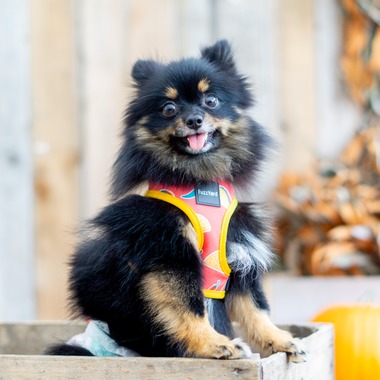 フォトグラフ山王が撮影した「ドッグフォトポートフォリオ」の写真