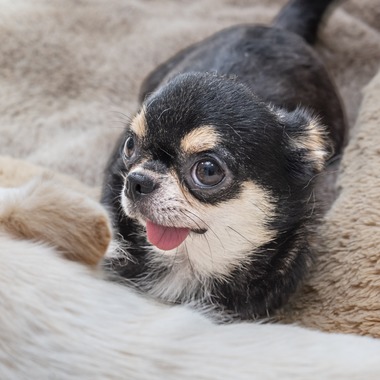 Makoto Nakamuraが撮影した「ペット」の写真