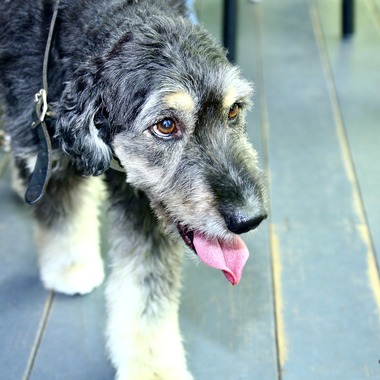 TSD officeが撮影した「ペット撮影」の写真