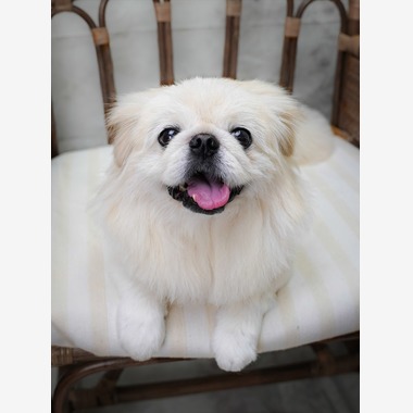 Efu's photographyが撮影した「ペット」の写真