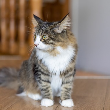 沖山俊樹が撮影した「ペット_20230411_MOCHA原宿」の写真