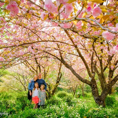 Michi Photographyが撮影した「KYOTO, SAKURA Family Photo｜京都、桜ファミリーフォト」の写真
