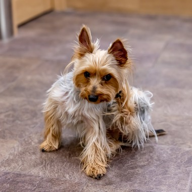 沖山俊樹が撮影した「ペット_20230414_RIO吉祥寺」の写真