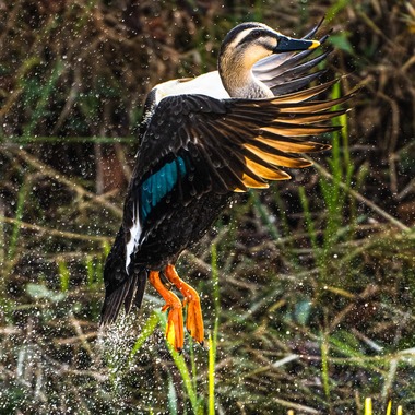 相場 友輔が撮影した「物・動物など」の写真