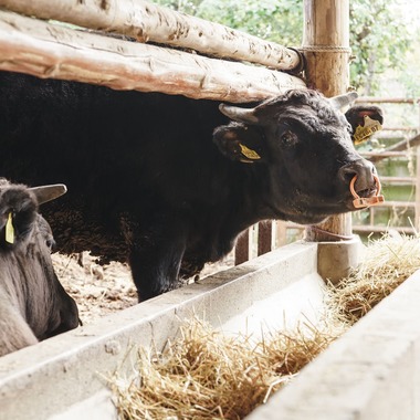 studio cactusが撮影した「農家 - 風景／人物／牛」の写真