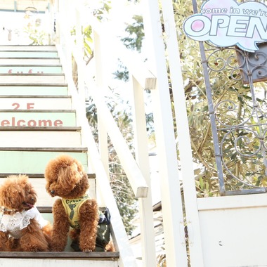 Photographer  Tomoが撮影した「ペット撮影」の写真