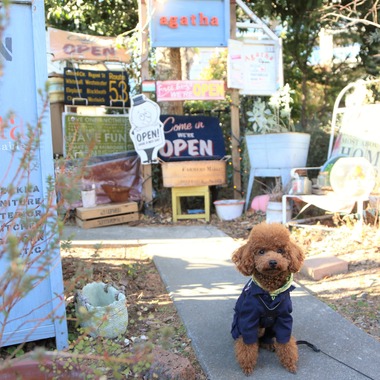 Photographer  Tomoが撮影した「ペット撮影」の写真