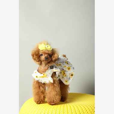 O.C.Photo.Studioが撮影した「ペット撮影」の写真