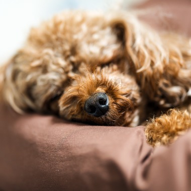 中谷新が出張撮影した「Maruちゃん」の家族写真