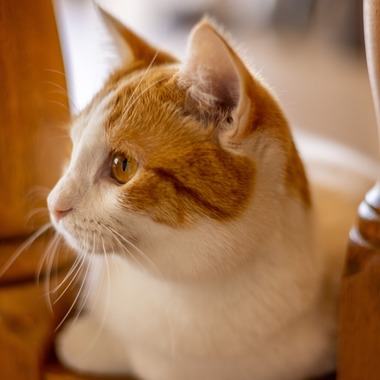 沖山俊樹が撮影した「ペット_20230411_MOCHA原宿」の写真