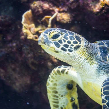 リトルダイナソーが撮影した「水中風景」の写真