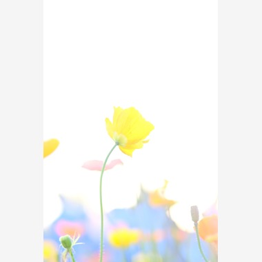 KotobukiPhotosが撮影した「花・植物」の写真