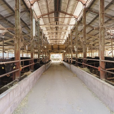 studio cactusが撮影した「農家 - 風景／人物／牛」の写真