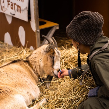 神部葵が撮影した「菊地ファーム　春の初放牧公開イベント」の写真