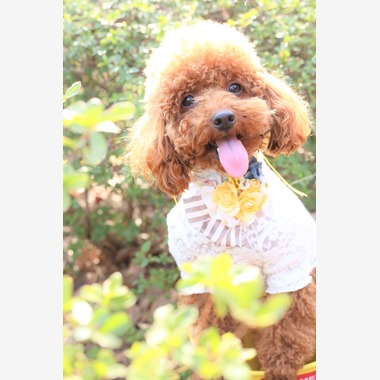 Photographer  Tomoが撮影した「ペット撮影」の写真